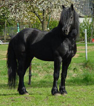 The Merens Horse (the Cheval de Merens or Caballo de Merens)